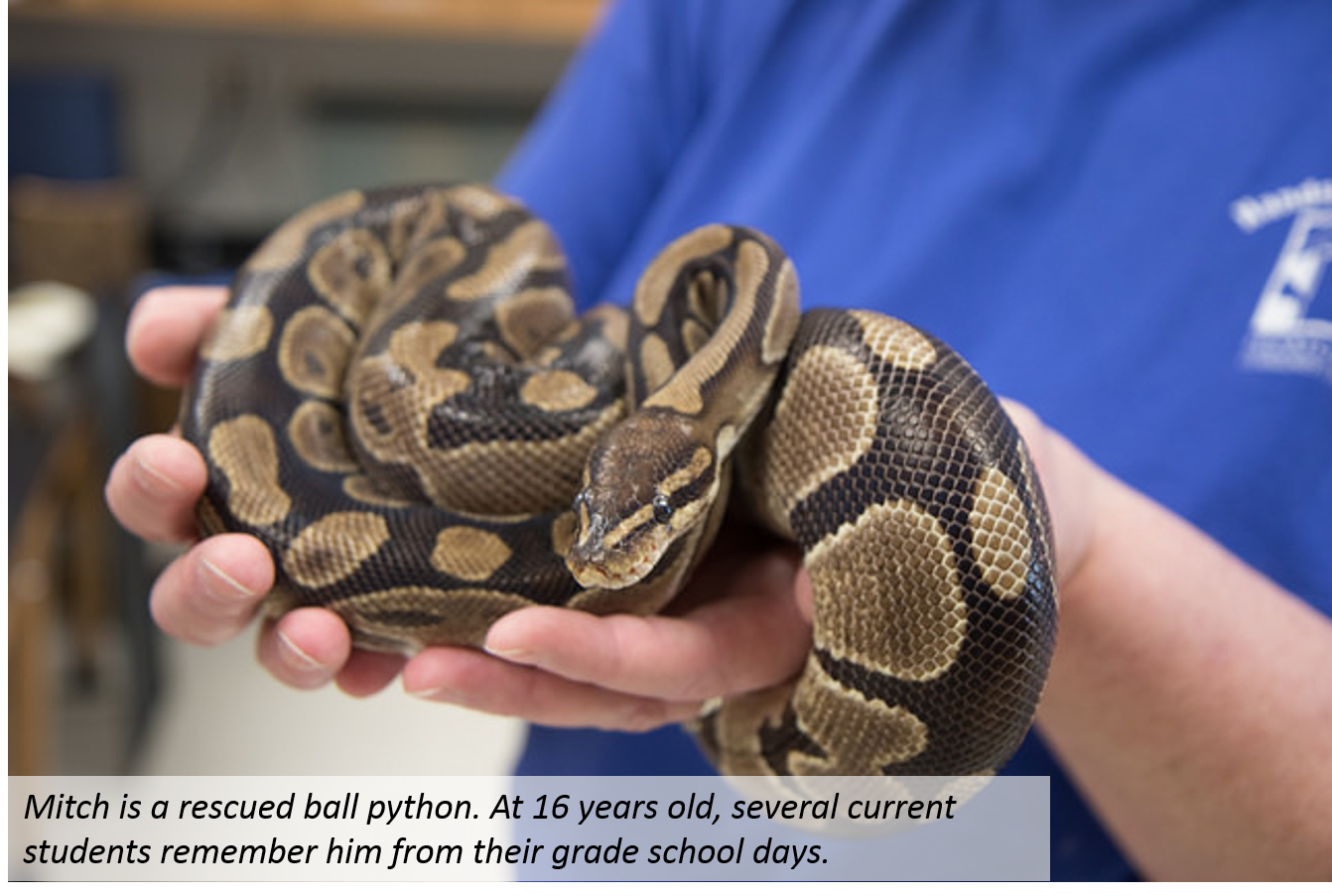 Python
